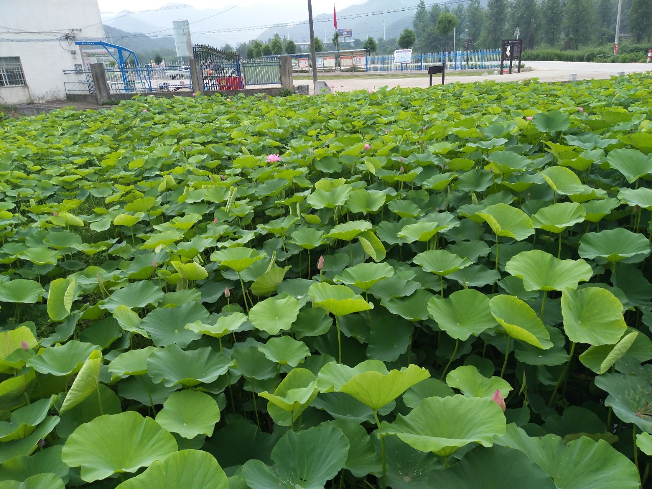 图片/杨文芳人们喜欢夏天,她鲜活饱满,不止不息,与